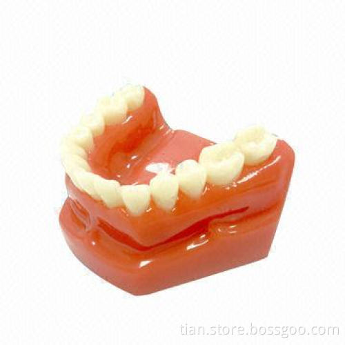 Resin teeth model for school teaching